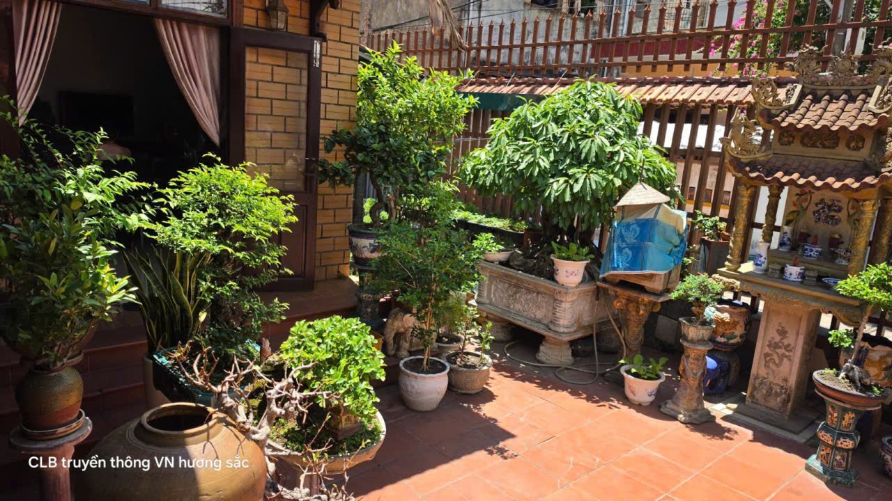 Về Quảng Trị, ghé ngôi nhà nơi cây cảnh và cổ vật kể chuyện thời gian Về Quảng Trị, ghé ngôi nhà nơi cây cảnh và cổ vật kể chuyện thời gian