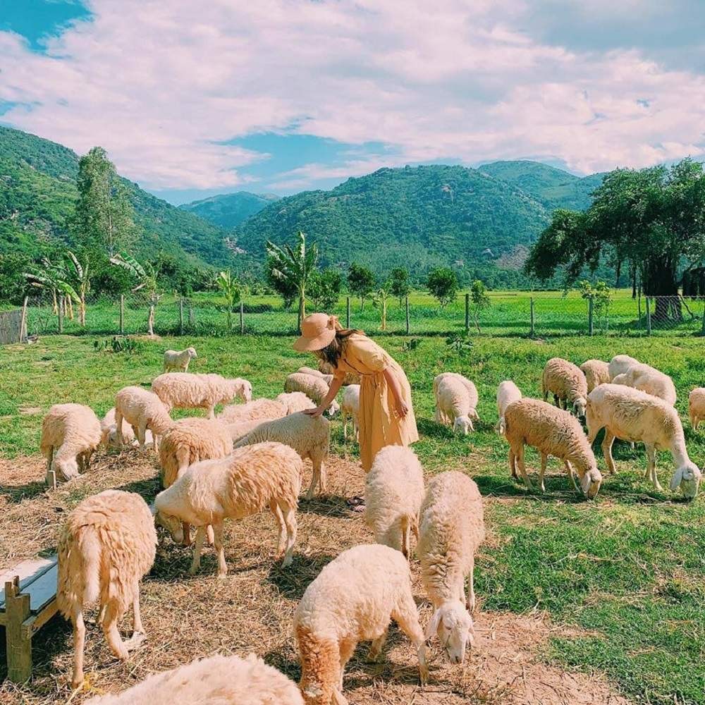 Đàn cừu “kéo” khách về trang trại, mở hướng làm du lịch từ nông nghiệp Đàn cừu “kéo” khách về trang trại, mở hướng làm du lịch từ nông nghiệp