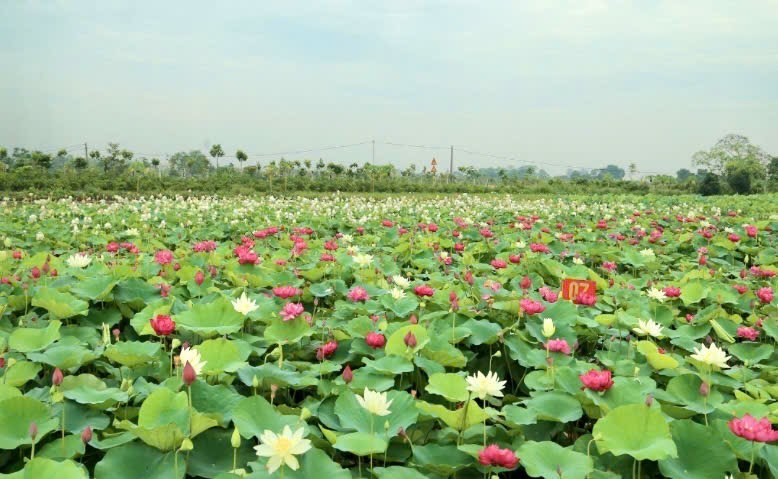 Phát triển sen Việt: Cần một hệ sinh thái liên kết Phát triển sen Việt: Cần một hệ sinh thái liên kết