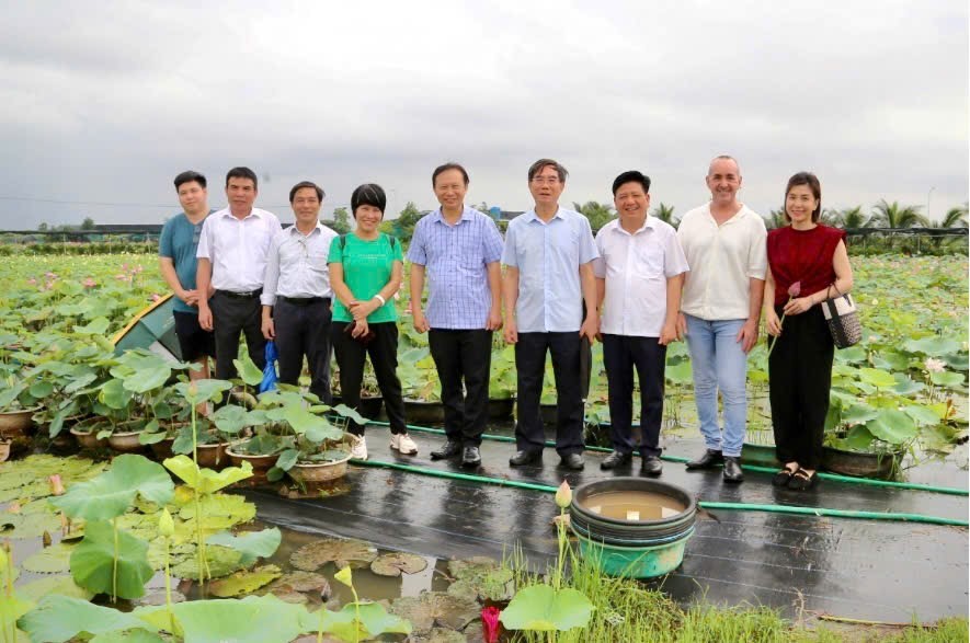 Phát triển sen Việt: Cần một hệ sinh thái liên kết Phát triển sen Việt: Cần một hệ sinh thái liên kết