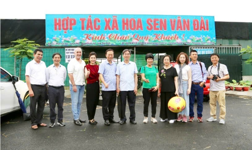 Phát triển sen Việt: Cần một hệ sinh thái liên kết Phát triển sen Việt: Cần một hệ sinh thái liên kết