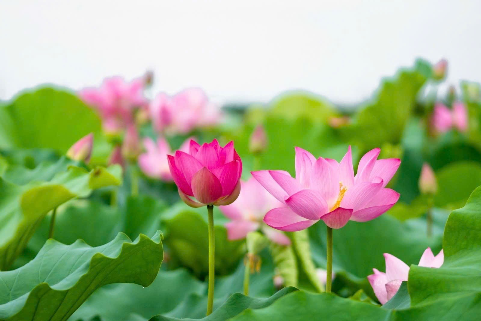 Phát triển sen Việt: Cần một hệ sinh thái liên kết Phát triển sen Việt: Cần một hệ sinh thái liên kết