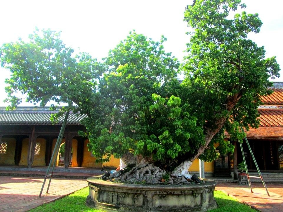 Dấu xưa thú chơi cây cảnh trong cung đình triều Nguyễn Dấu xưa thú chơi cây cảnh trong cung đình triều Nguyễn