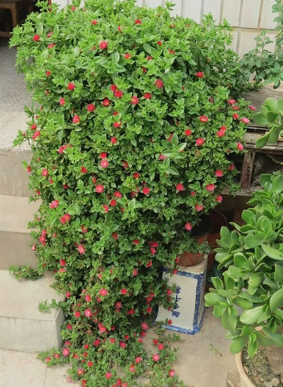3 loại cây cảnh vừa đẹp vừa ăn được, cực hợp trồng ở ban công 3 loại cây cảnh vừa đẹp vừa ăn được, cực hợp trồng ở ban công