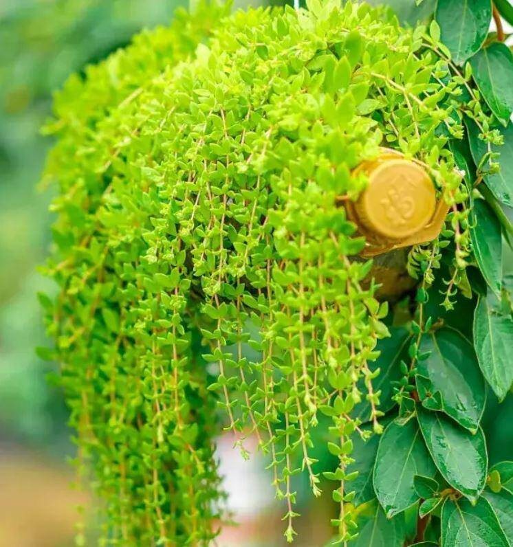 3 loại cây cảnh vừa đẹp vừa ăn được, cực hợp trồng ở ban công 3 loại cây cảnh vừa đẹp vừa ăn được, cực hợp trồng ở ban công
