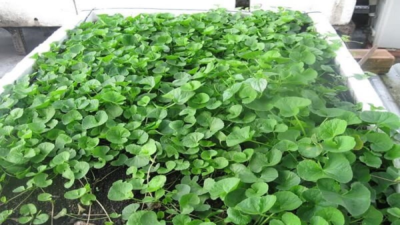 3 loại cây cảnh vừa đẹp vừa ăn được, cực hợp trồng ở ban công 3 loại cây cảnh vừa đẹp vừa ăn được, cực hợp trồng ở ban công