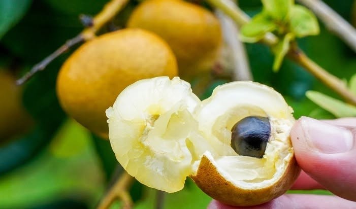 Thanh nhãn Cà Mau: Vỏ dày, cơm vàng, giòn ngọt, giá đắt vẫn được săn tìm