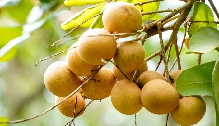 Thanh nhãn Cà Mau: Vỏ dày, cơm vàng, giòn ngọt, giá đắt vẫn được săn tìm