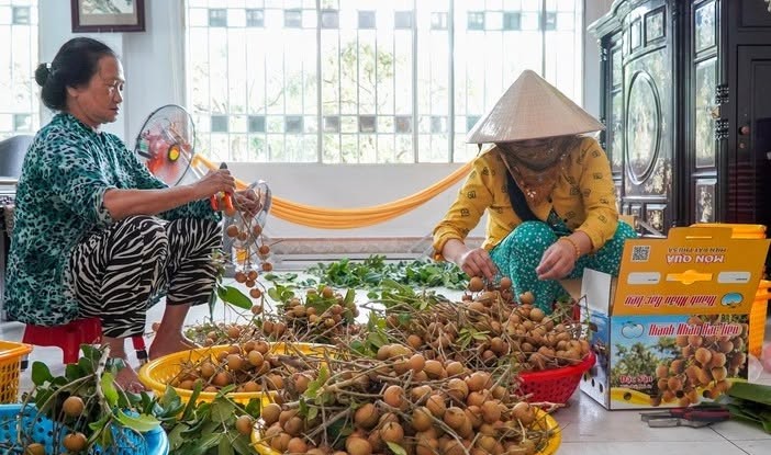 Thanh nhãn Cà Mau: Vỏ dày, cơm vàng, giòn ngọt, giá đắt vẫn được săn tìm