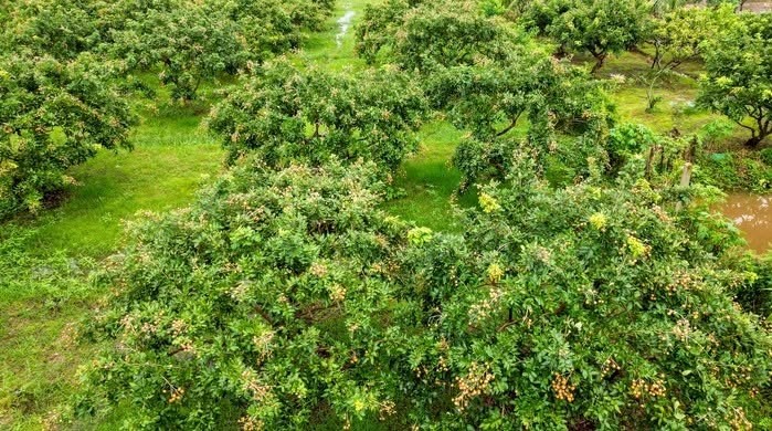 Thanh nhãn Cà Mau: Vỏ dày, cơm vàng, giòn ngọt, giá đắt vẫn được săn tìm