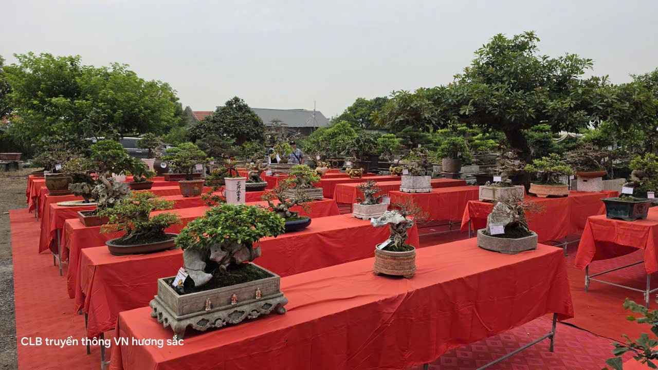 Hội Sinh vật cảnh và Làm vườn Quảng Ninh sẵn sàng cho Triển lãm, dự thi Bonsai nghệ thuật năm 2026 Hội Sinh vật cảnh và Làm vườn Quảng Ninh sẵn sàng cho Triển lãm, dự thi Bonsai nghệ thuật năm 2026