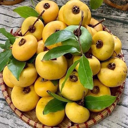 Loại quả xưa chẳng ai để ý nay được chuộng, giá cao vẫn có người mua Loại quả xưa chẳng ai để ý nay được chuộng, giá cao vẫn có người mua