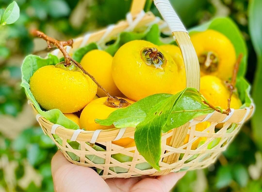 Loại quả xưa chẳng ai để ý nay được chuộng, giá cao vẫn có người mua Loại quả xưa chẳng ai để ý nay được chuộng, giá cao vẫn có người mua