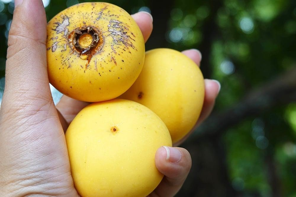Loại quả xưa chẳng ai để ý nay được chuộng, giá cao vẫn có người mua Loại quả xưa chẳng ai để ý nay được chuộng, giá cao vẫn có người mua