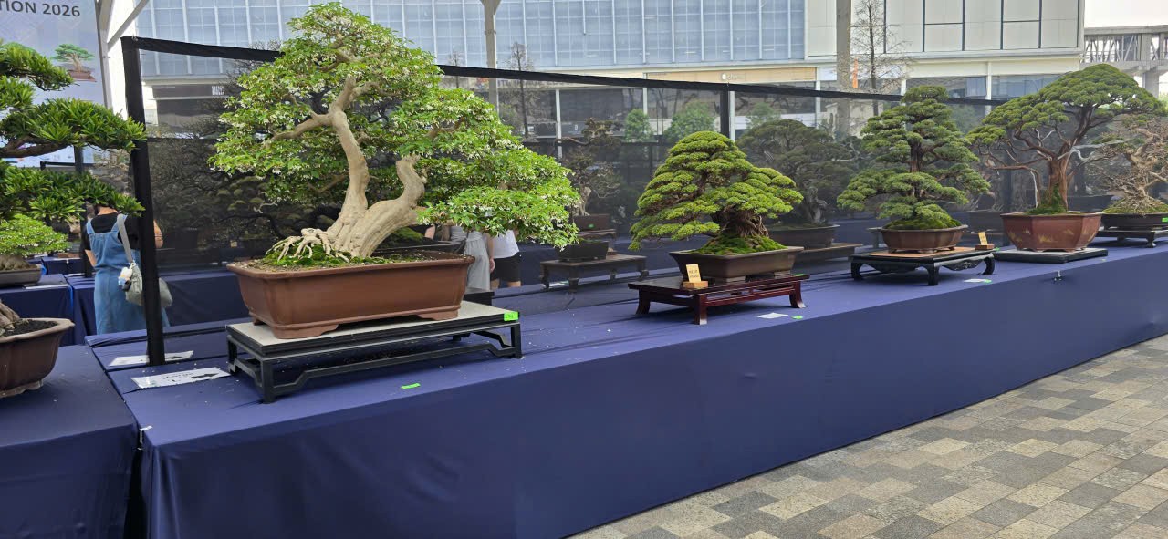 Hội Sinh vật cảnh Việt Nam tham dự Triển lãm Bonsai Thế giới tại Malaysia Hội Sinh vật cảnh Việt Nam tham dự Triển lãm Bonsai Thế giới tại Malaysia