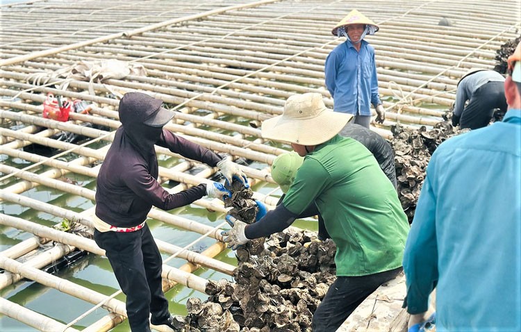 Tận dụng phù du tự nhiên, nuôi hàu cho hiệu quả kinh tế cao Tận dụng phù du tự nhiên, nuôi hàu cho hiệu quả kinh tế cao