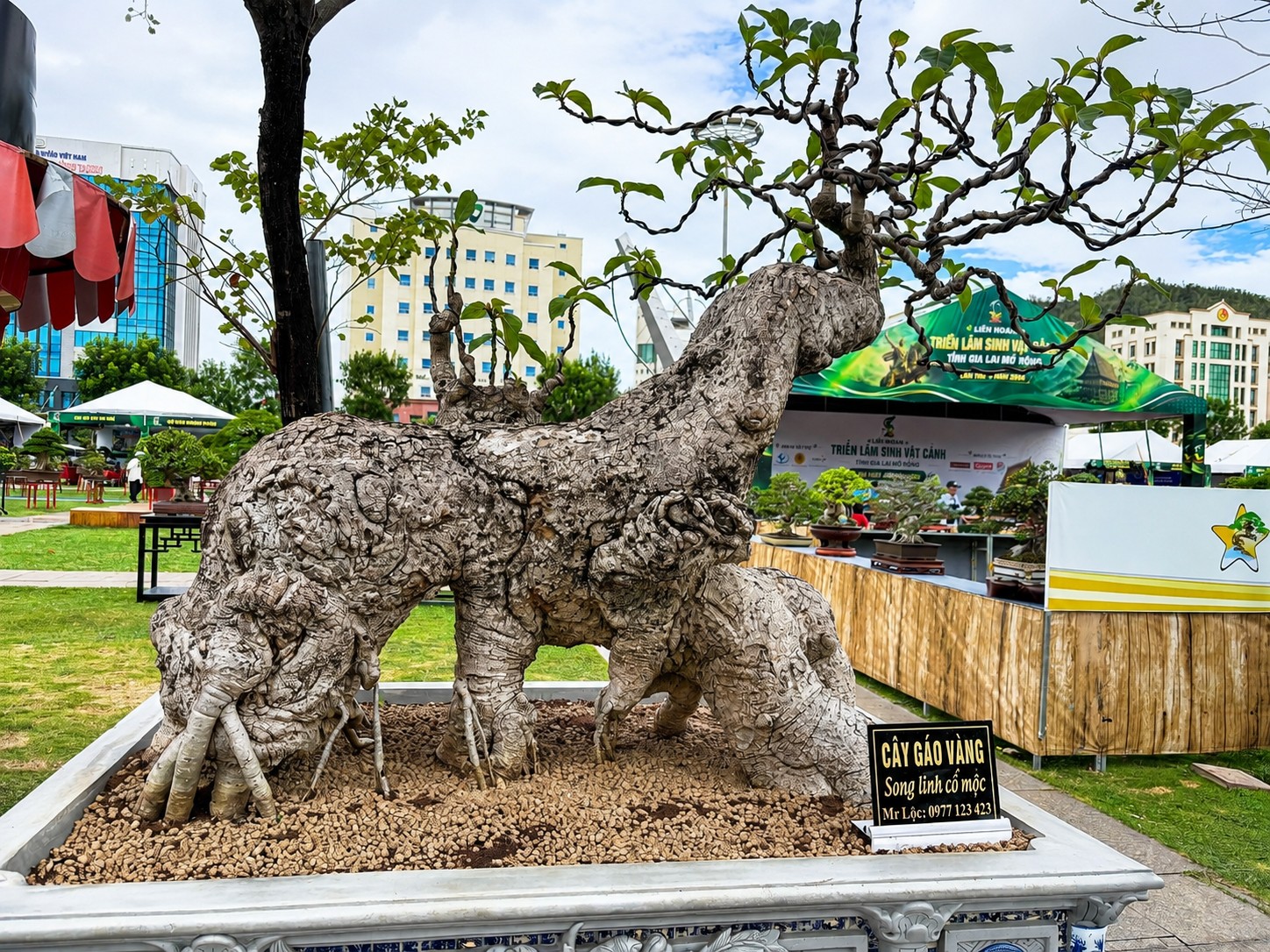 Duối “Rồng vàng đất Việt”, hải châu trĩu quả và những tuyệt phẩm sinh vật cảnh tại Gia Lai Duối “Rồng vàng đất Việt”, hải châu trĩu quả và những tuyệt phẩm sinh vật cảnh tại Gia Lai