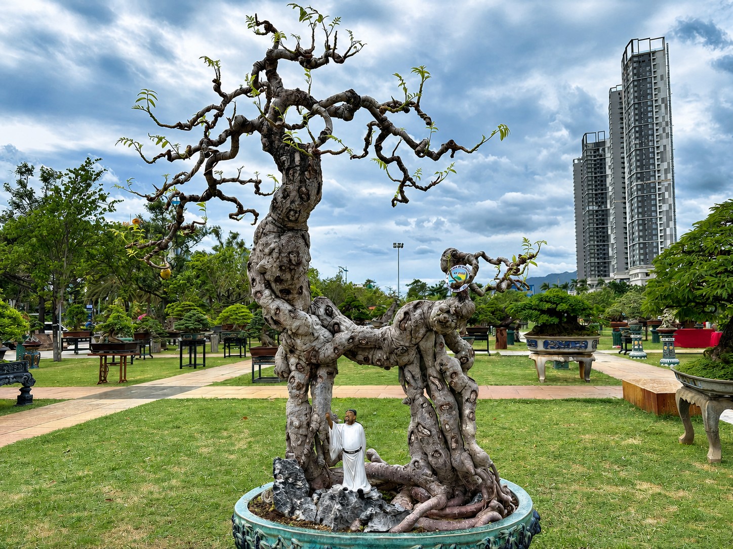 Duối “Rồng vàng đất Việt”, hải châu trĩu quả và những tuyệt phẩm sinh vật cảnh tại Gia Lai Duối “Rồng vàng đất Việt”, hải châu trĩu quả và những tuyệt phẩm sinh vật cảnh tại Gia Lai