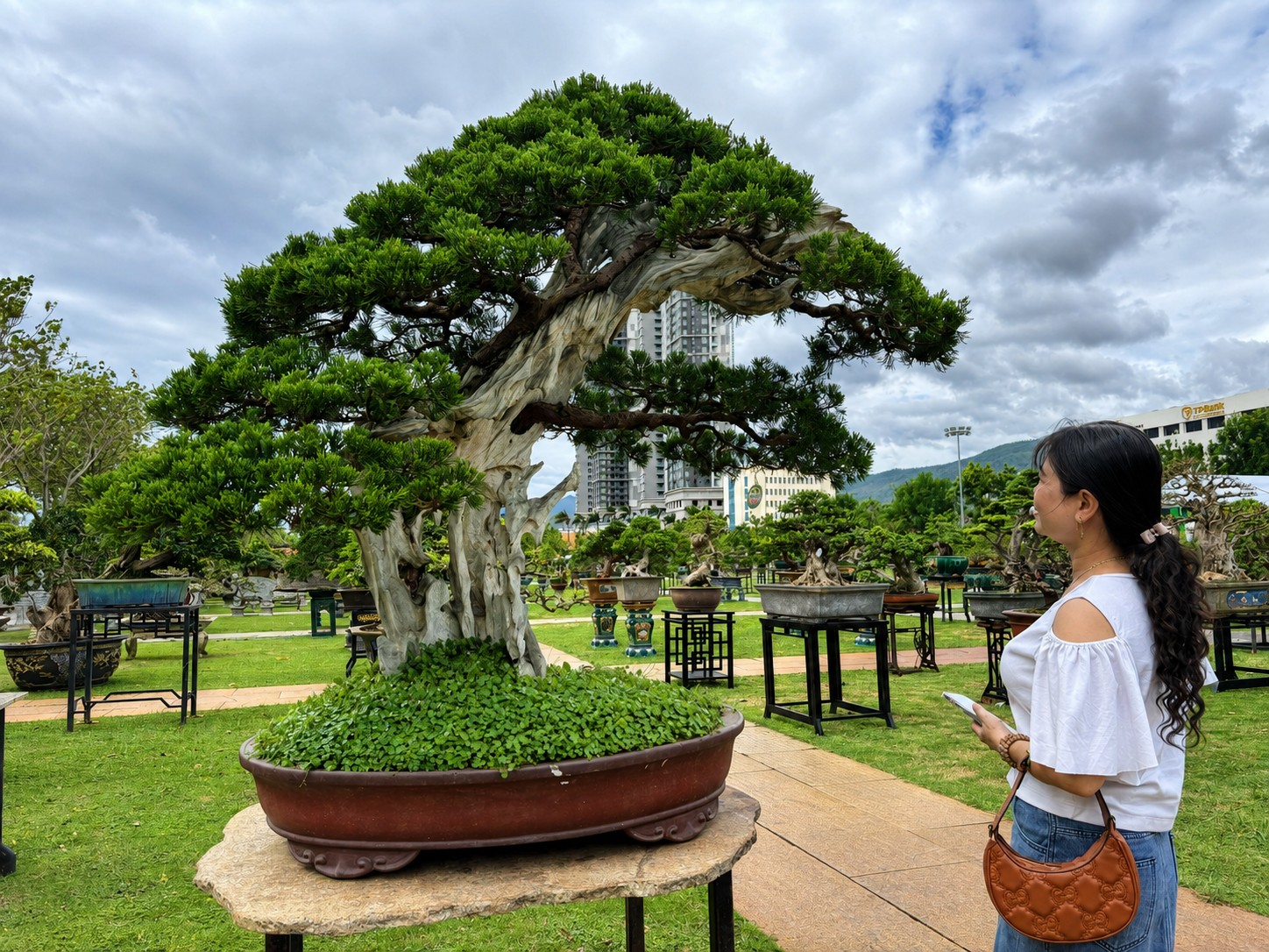 Duối “Rồng vàng đất Việt”, hải châu trĩu quả và những tuyệt phẩm sinh vật cảnh tại Gia Lai Duối “Rồng vàng đất Việt”, hải châu trĩu quả và những tuyệt phẩm sinh vật cảnh tại Gia Lai