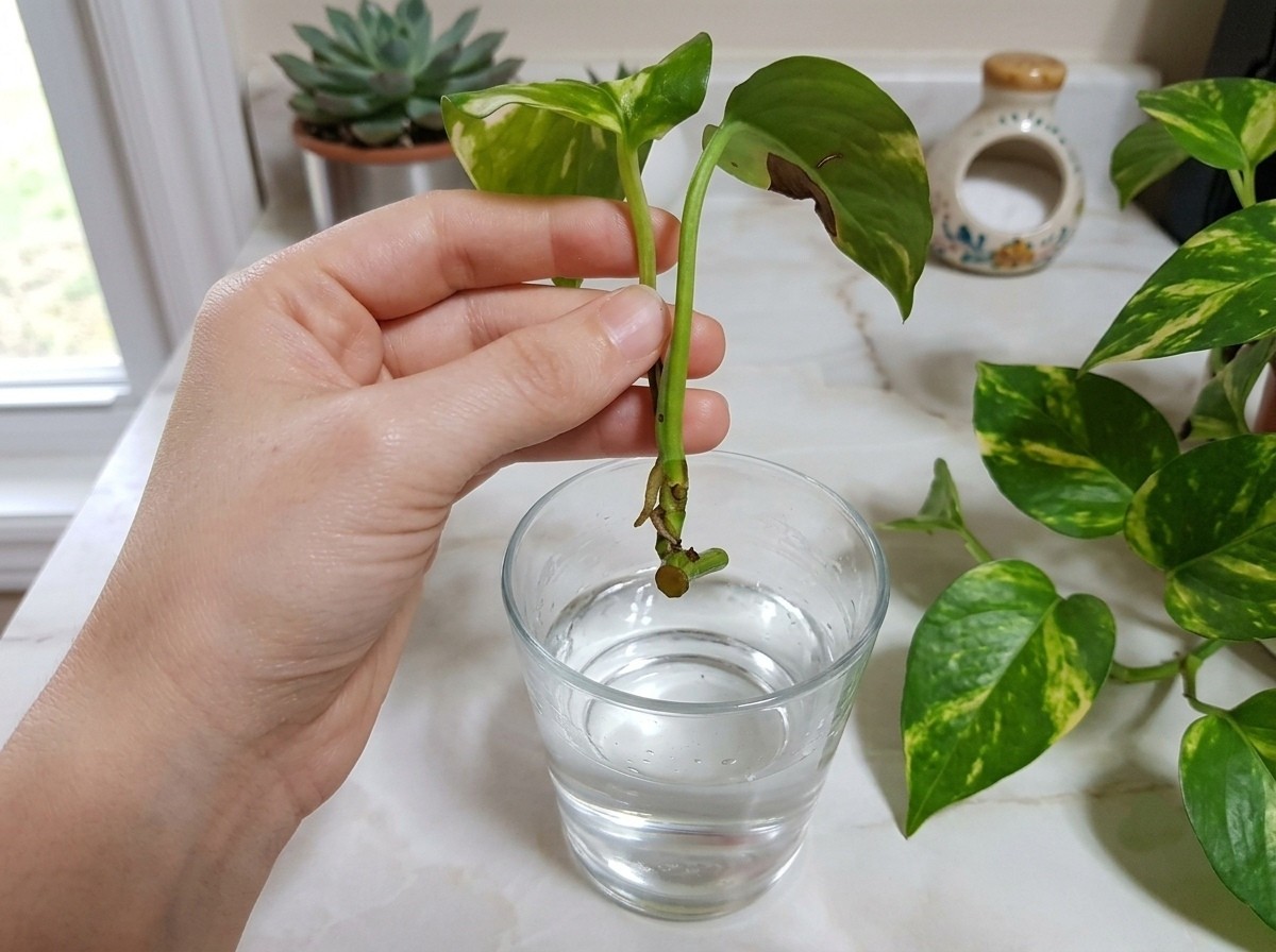 Hướng dẫn nhân giống trầu bà không cần đất Hướng dẫn nhân giống trầu bà không cần đất