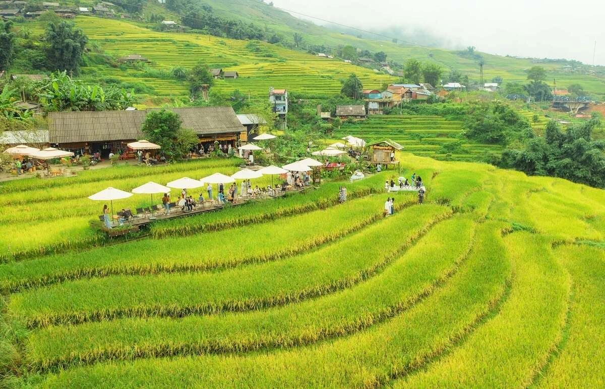 Mô hình cà phê giữa ruộng lúa: Hướng đi mới cho kinh tế sinh thái nông thôn Mô hình cà phê giữa ruộng lúa: Hướng đi mới cho kinh tế sinh thái nông thôn