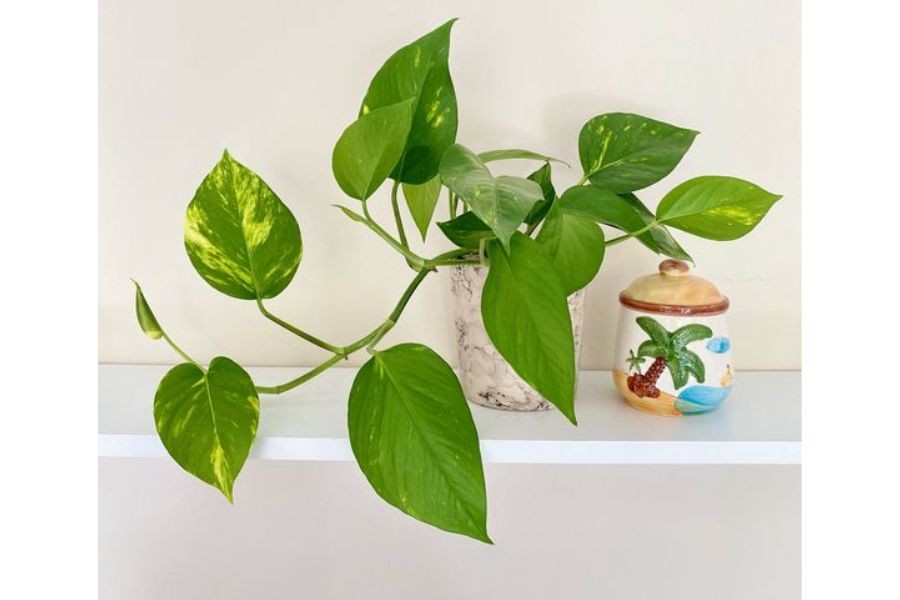 Hướng dẫn nhân giống trầu bà không cần đất Hướng dẫn nhân giống trầu bà không cần đất