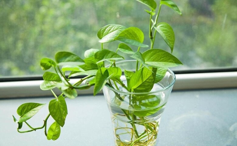 Hướng dẫn nhân giống trầu bà không cần đất Hướng dẫn nhân giống trầu bà không cần đất