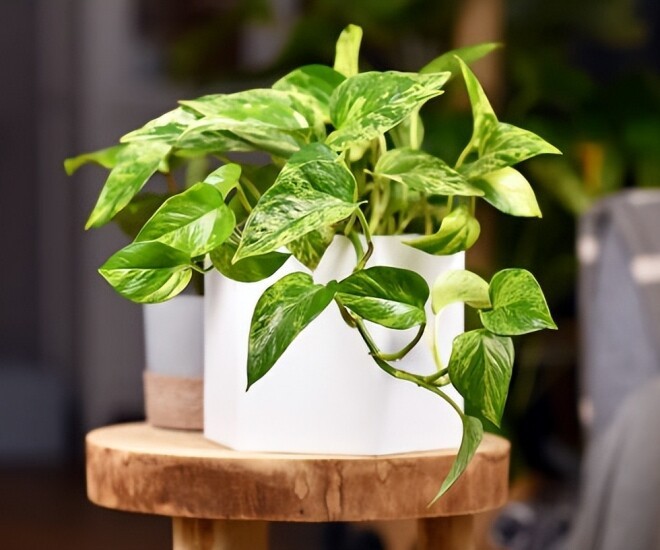 Hướng dẫn nhân giống trầu bà không cần đất Hướng dẫn nhân giống trầu bà không cần đất