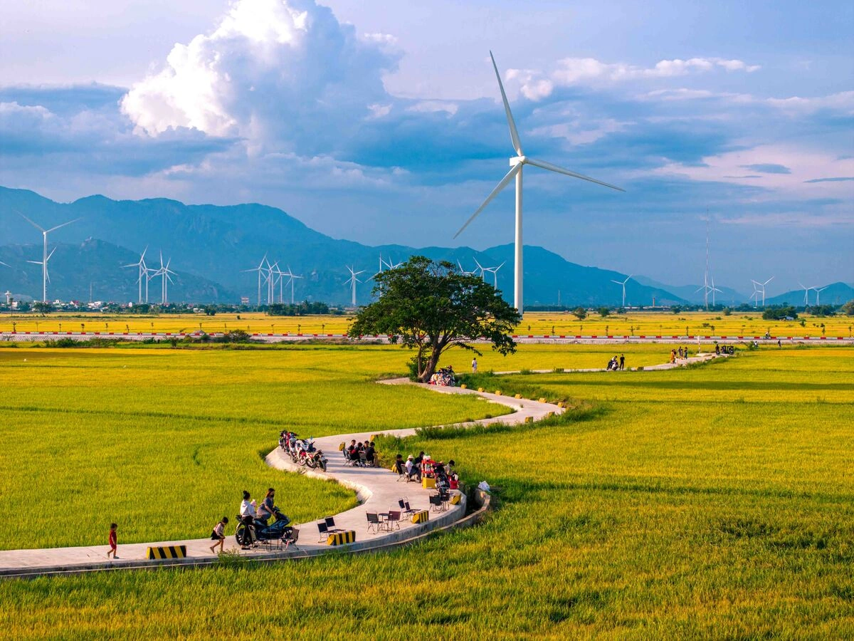 Săn mùa vàng giữa cánh đồng điện gió Đầm Nại Săn mùa vàng giữa cánh đồng điện gió Đầm Nại
