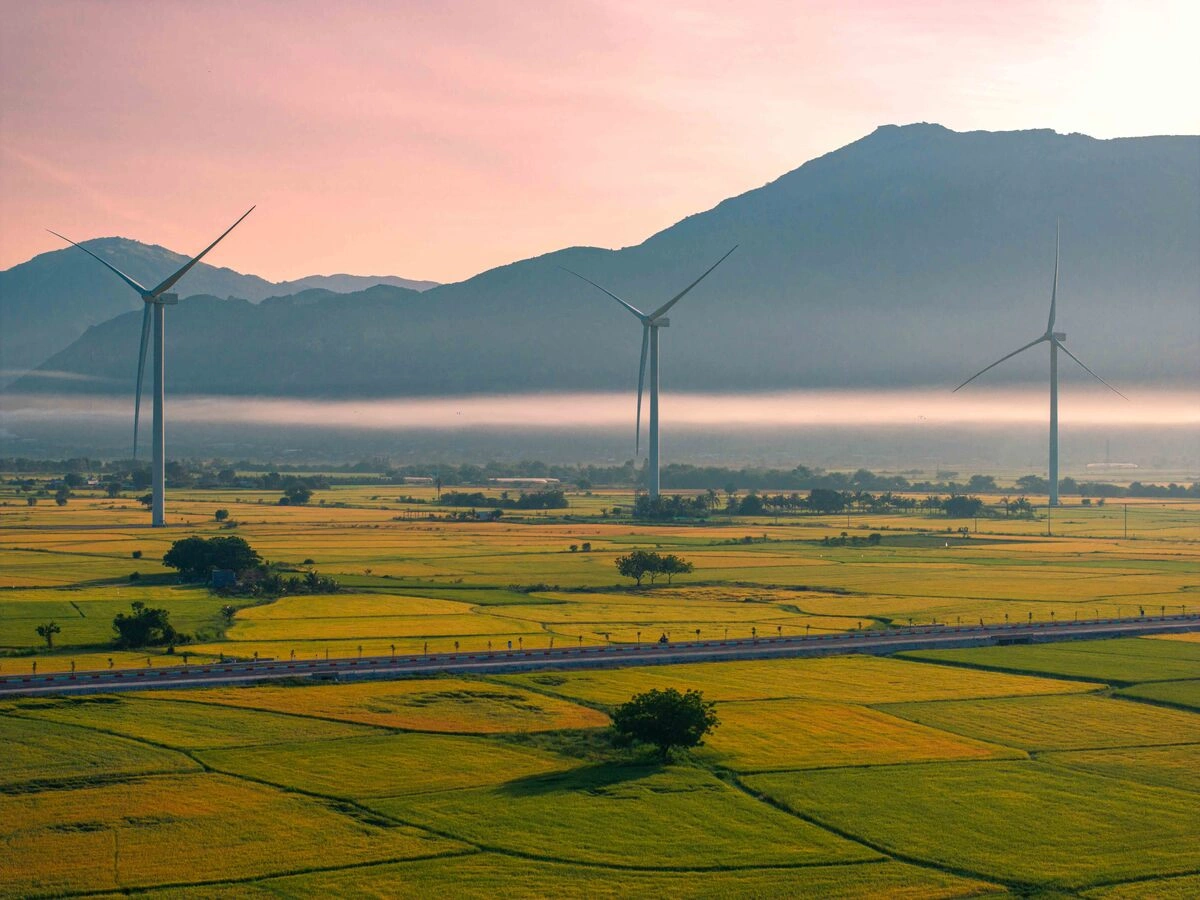 Săn mùa vàng giữa cánh đồng điện gió Đầm Nại Săn mùa vàng giữa cánh đồng điện gió Đầm Nại