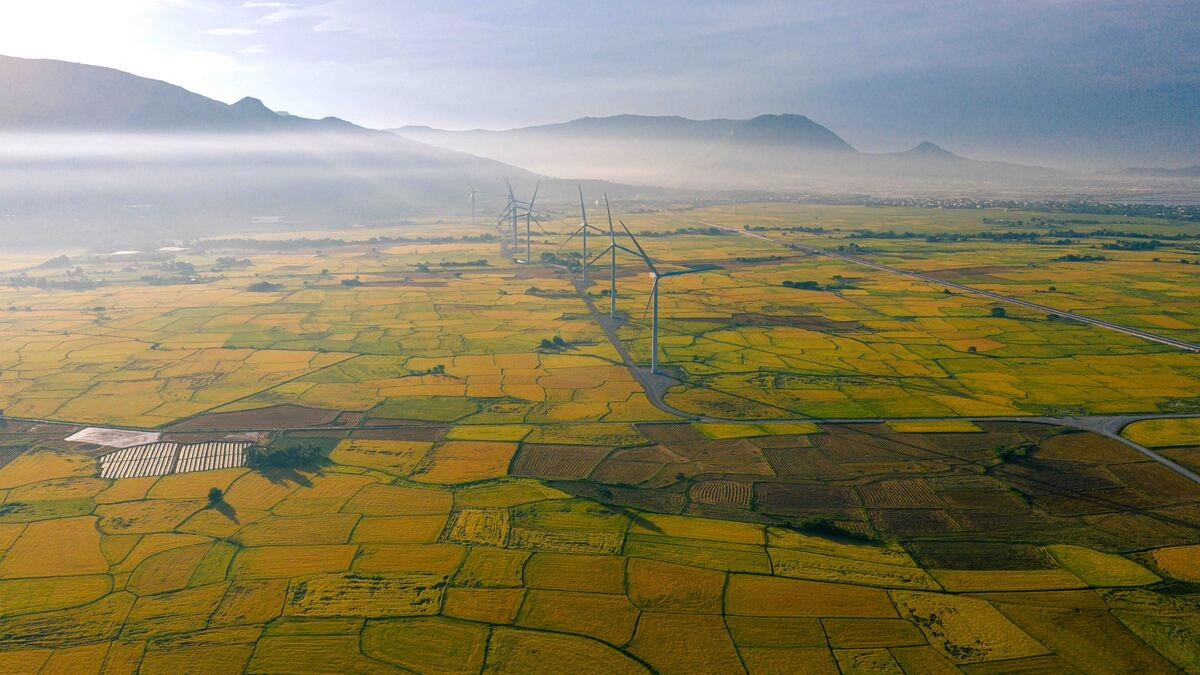 Săn mùa vàng giữa cánh đồng điện gió Đầm Nại Săn mùa vàng giữa cánh đồng điện gió Đầm Nại
