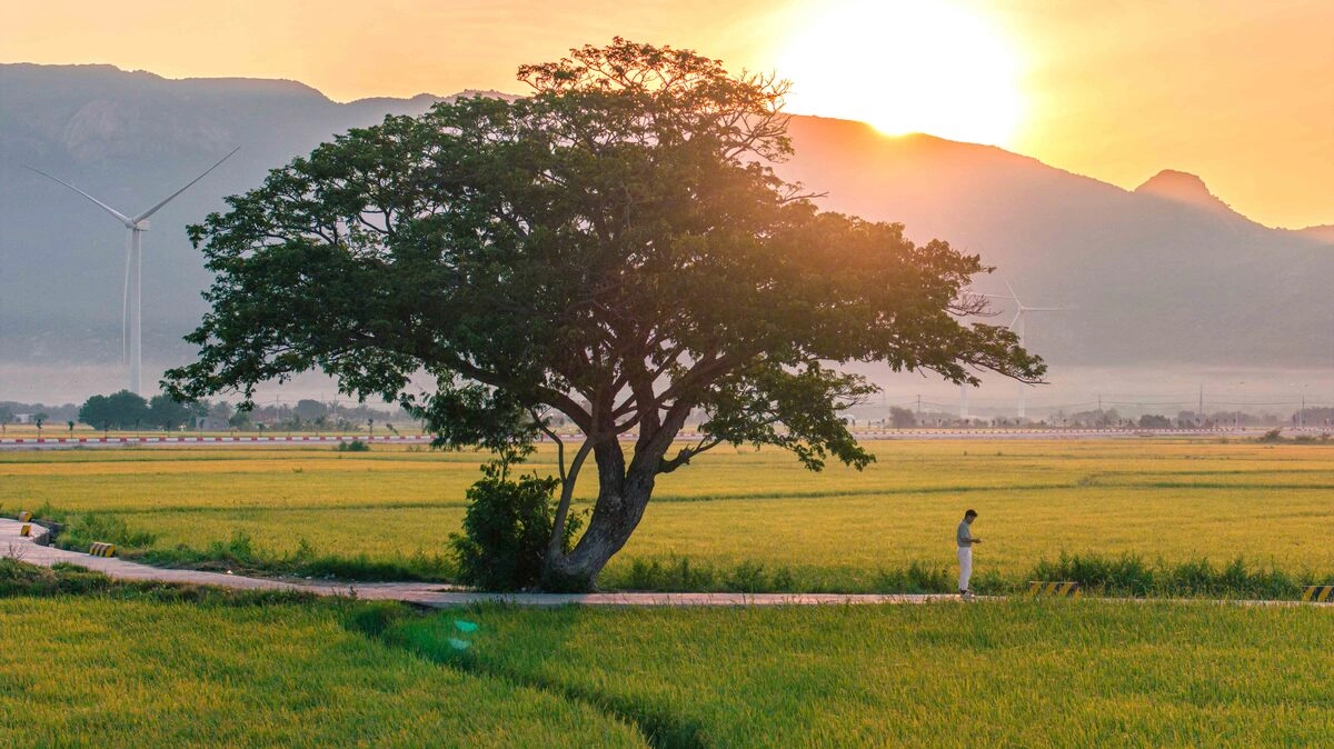 Săn mùa vàng giữa cánh đồng điện gió Đầm Nại Săn mùa vàng giữa cánh đồng điện gió Đầm Nại