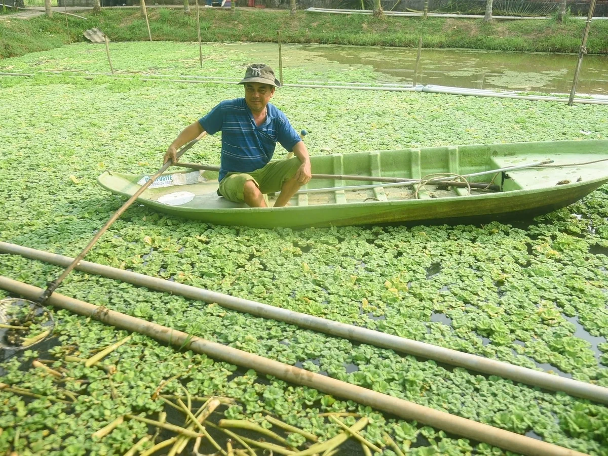 Nuôi ốc bươu đen, chủ động từ con giống đến đầu ra Nuôi ốc bươu đen, chủ động từ con giống đến đầu ra