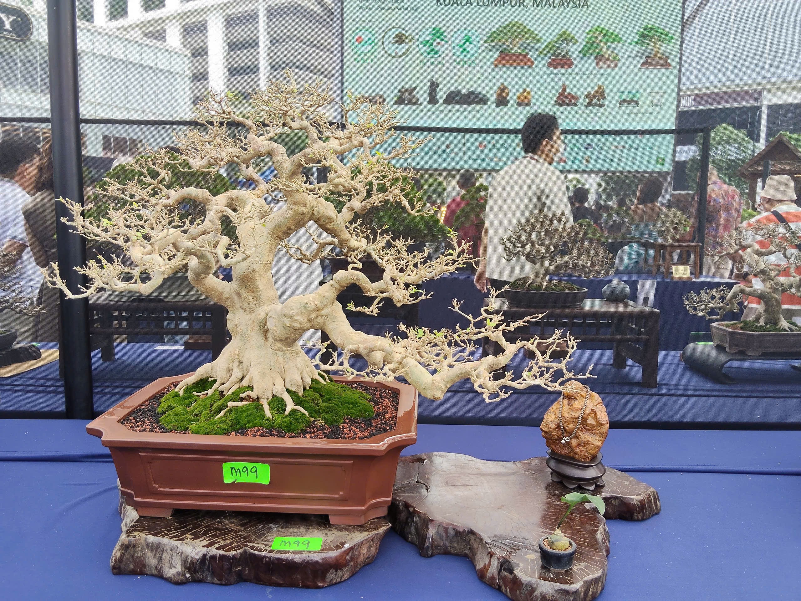Tinh hoa nghệ thuật tại Hội thi và Trưng bày Bonsai & Suiseki Thế giới lần thứ 10