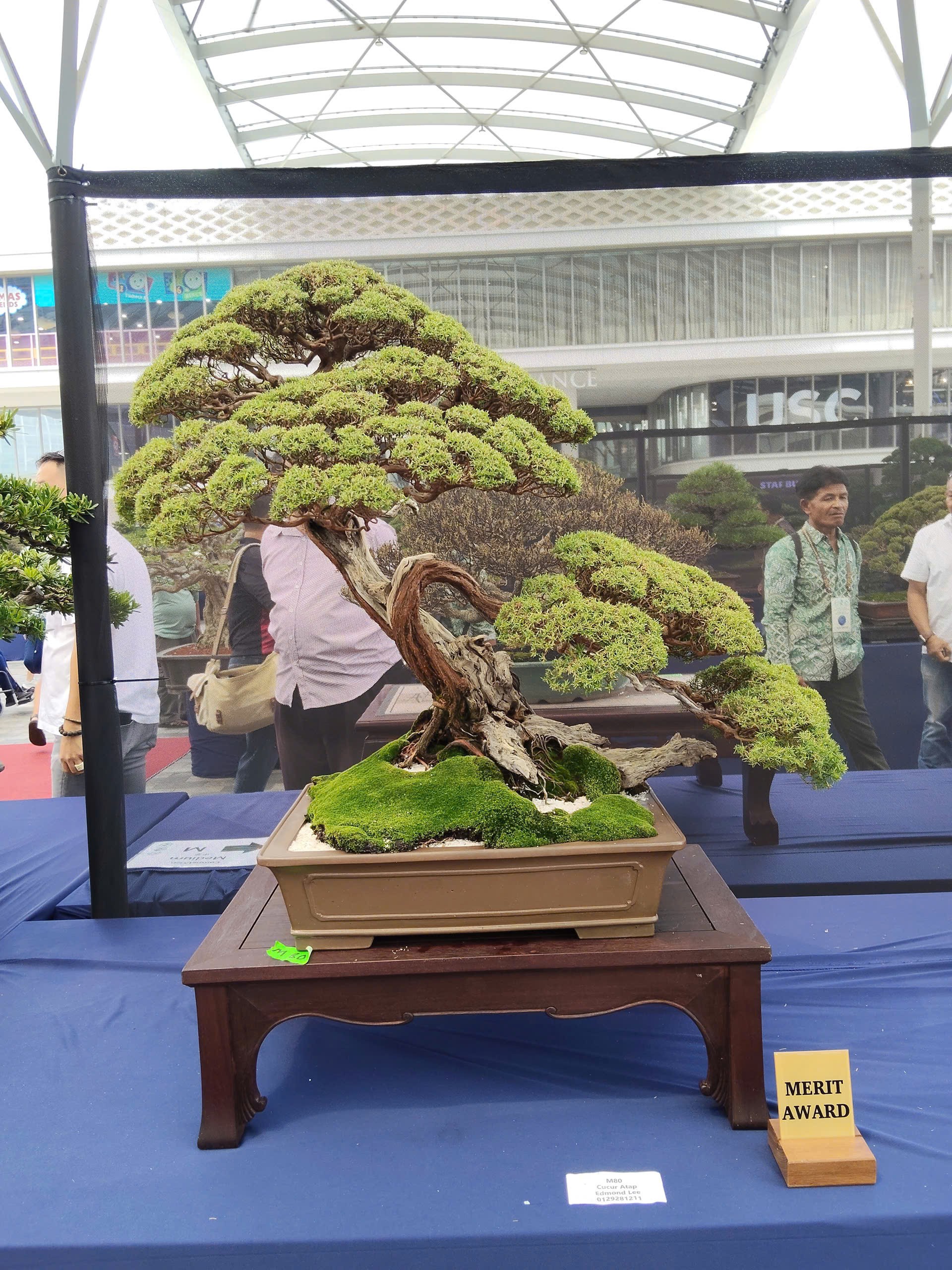 Tinh hoa nghệ thuật tại Hội thi và Trưng bày Bonsai & Suiseki Thế giới lần thứ 10