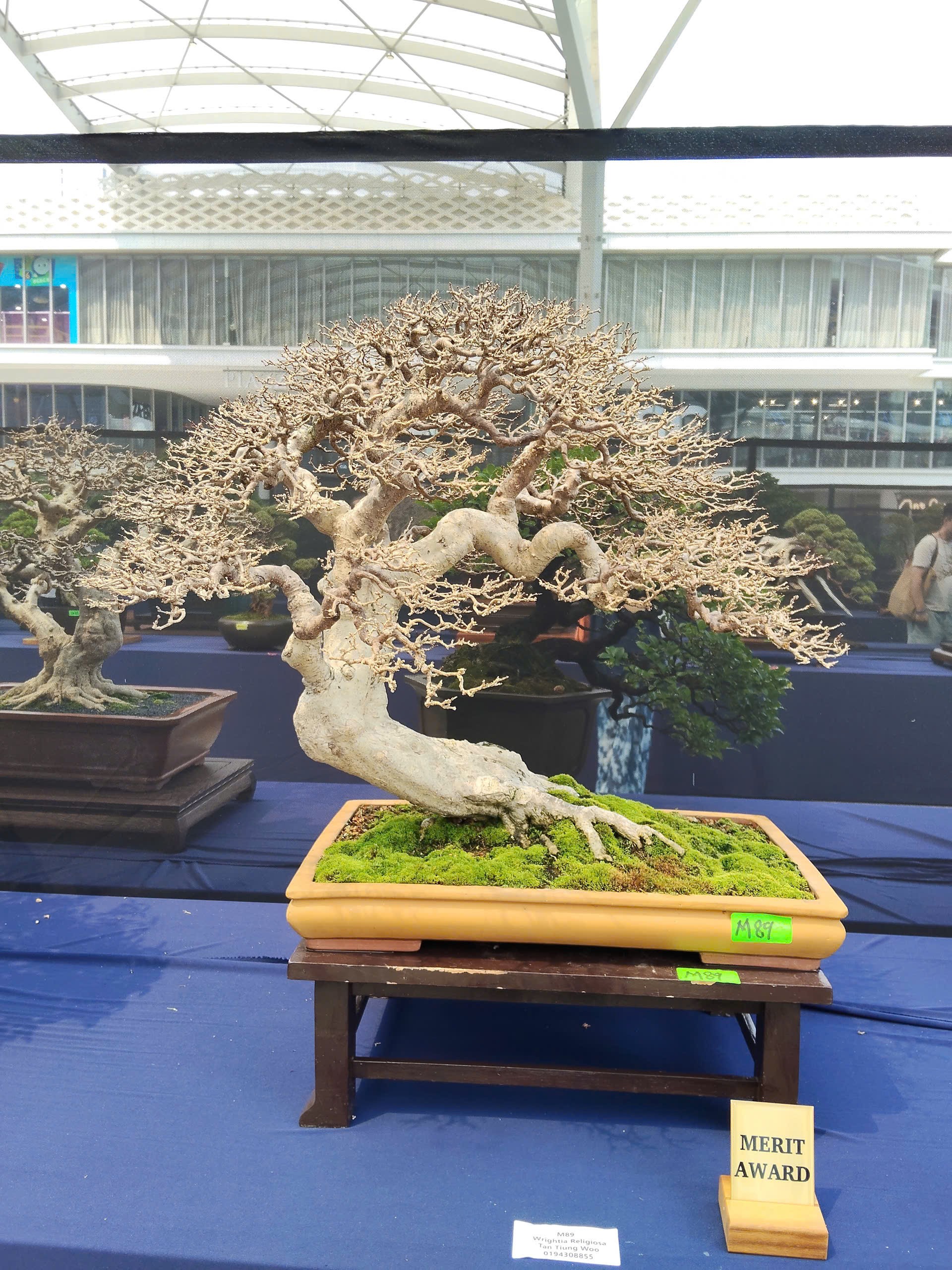 Tinh hoa nghệ thuật tại Hội thi và Trưng bày Bonsai & Suiseki Thế giới lần thứ 10