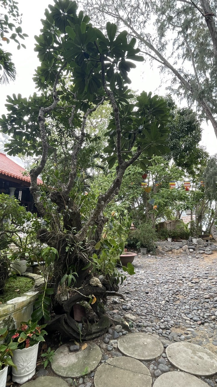 Vườn cây ở Chùa Từ Tôn – màu xanh kỳ công giữa biển trời Hòn Đỏ, Nha Trang