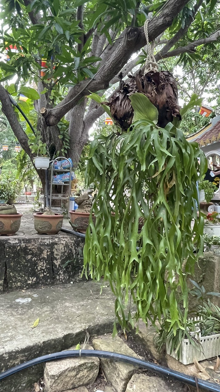 Vườn cây ở Chùa Từ Tôn – màu xanh kỳ công giữa biển trời Hòn Đỏ, Nha Trang