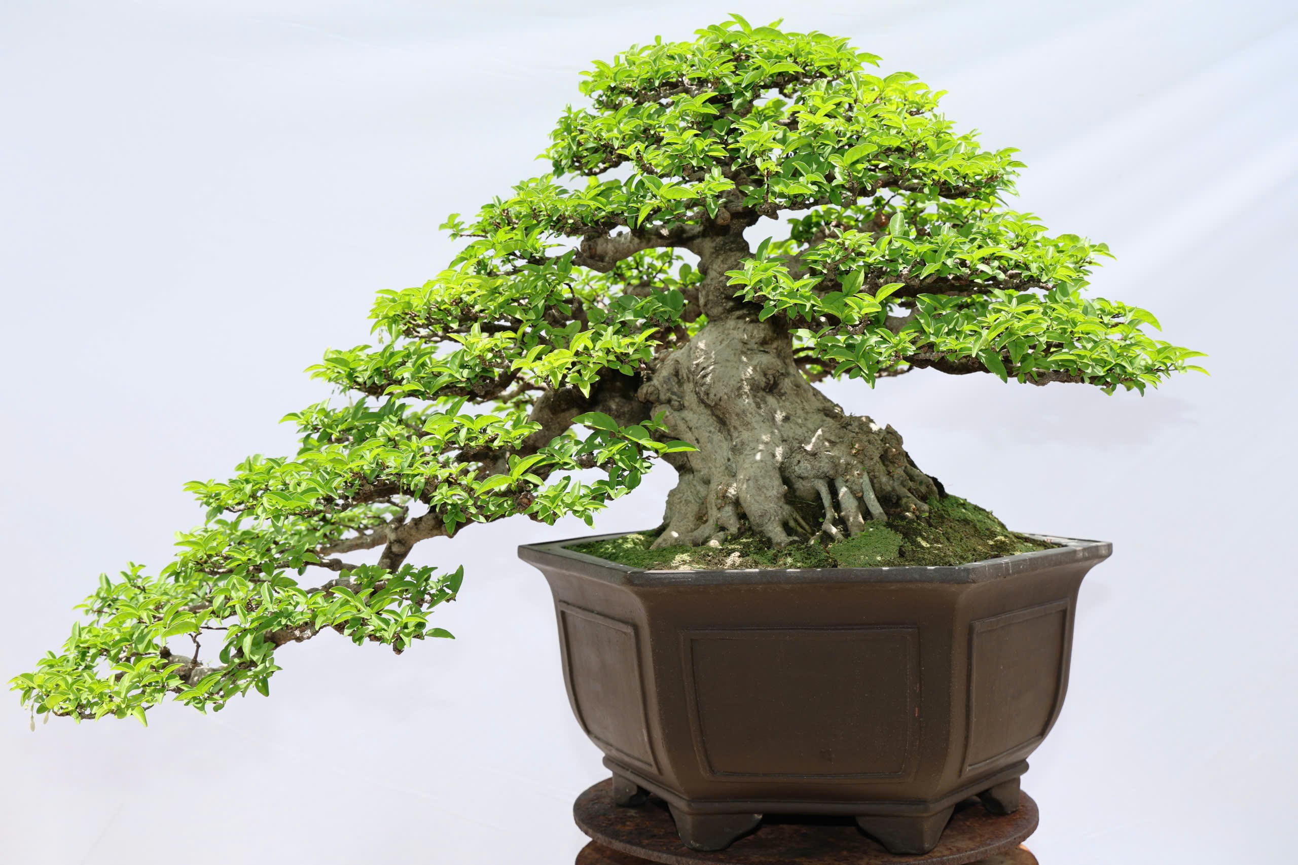 Hội Sinh vật cảnh Việt Nam đề nghị các địa phương đồng hành cùng Tạp chí Việt Nam hương sắc