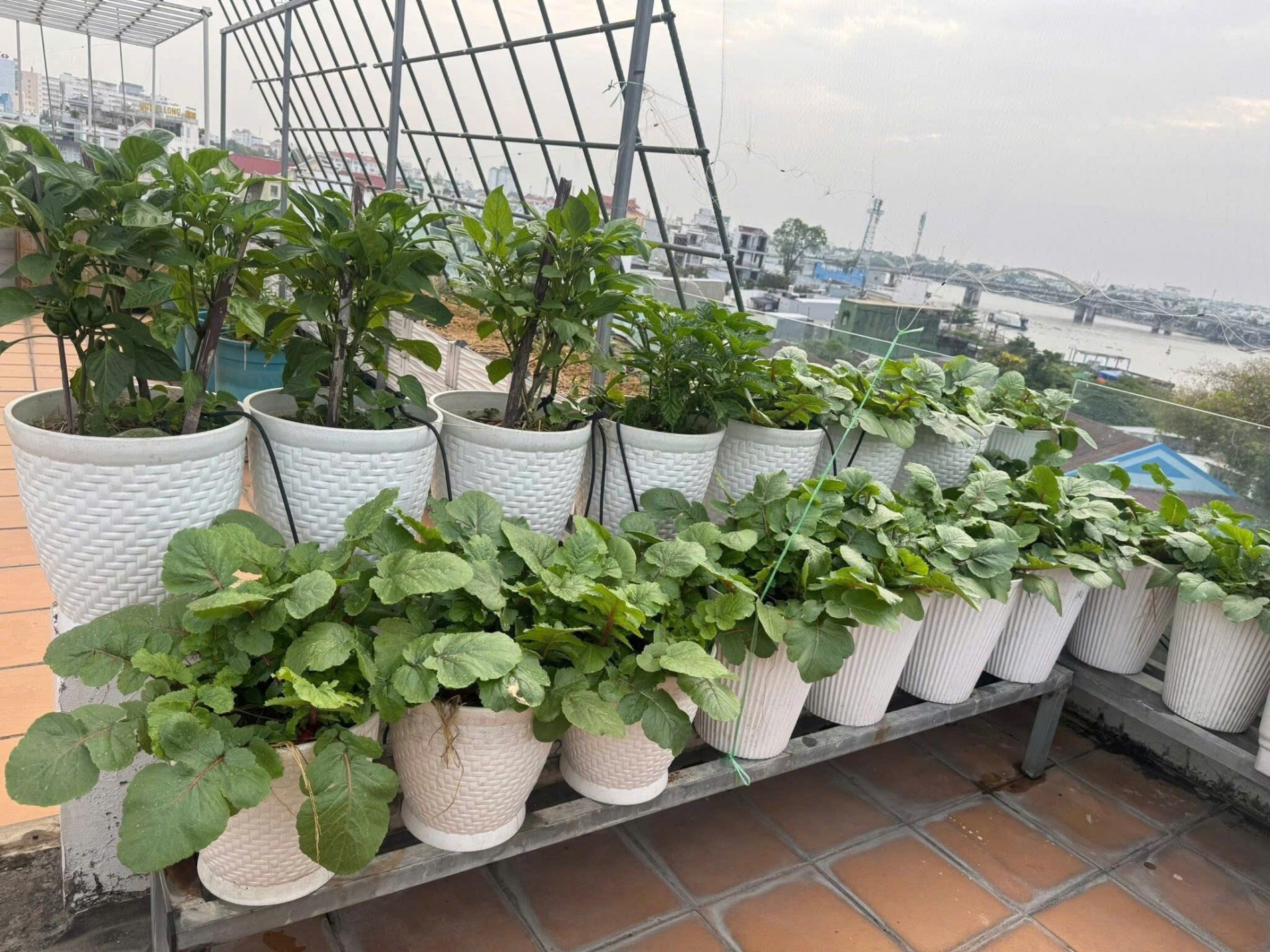 Khu vườn trên mây 80m² của người mẹ 3 con tại Cần Thơ