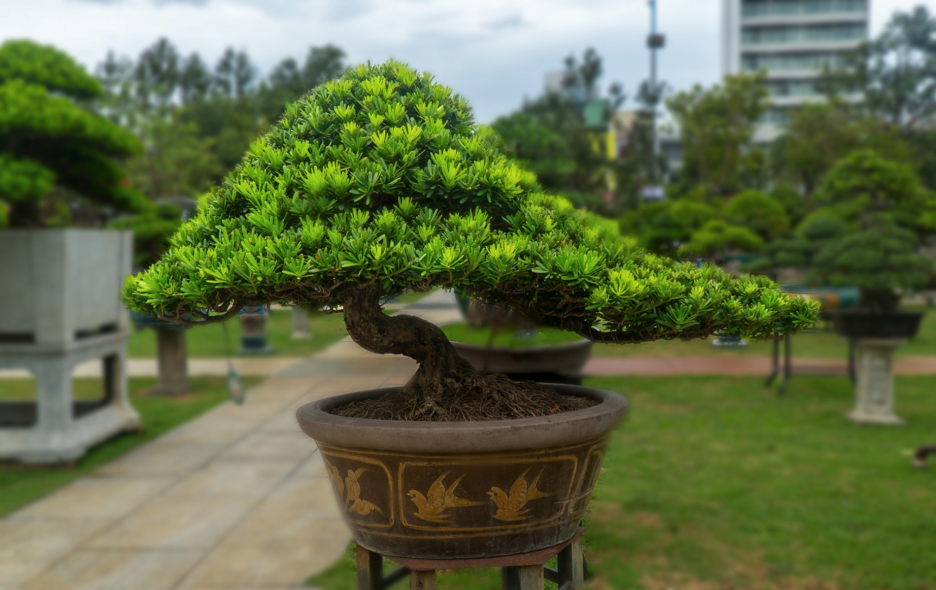 Dấu ấn Câu lạc bộ Sinh vật cảnh Xuân Lý tại Triển lãm Gia Lai mở rộng 2026 Dấu ấn Câu lạc bộ Sinh vật cảnh Xuân Lý tại Triển lãm Gia Lai mở rộng 2026