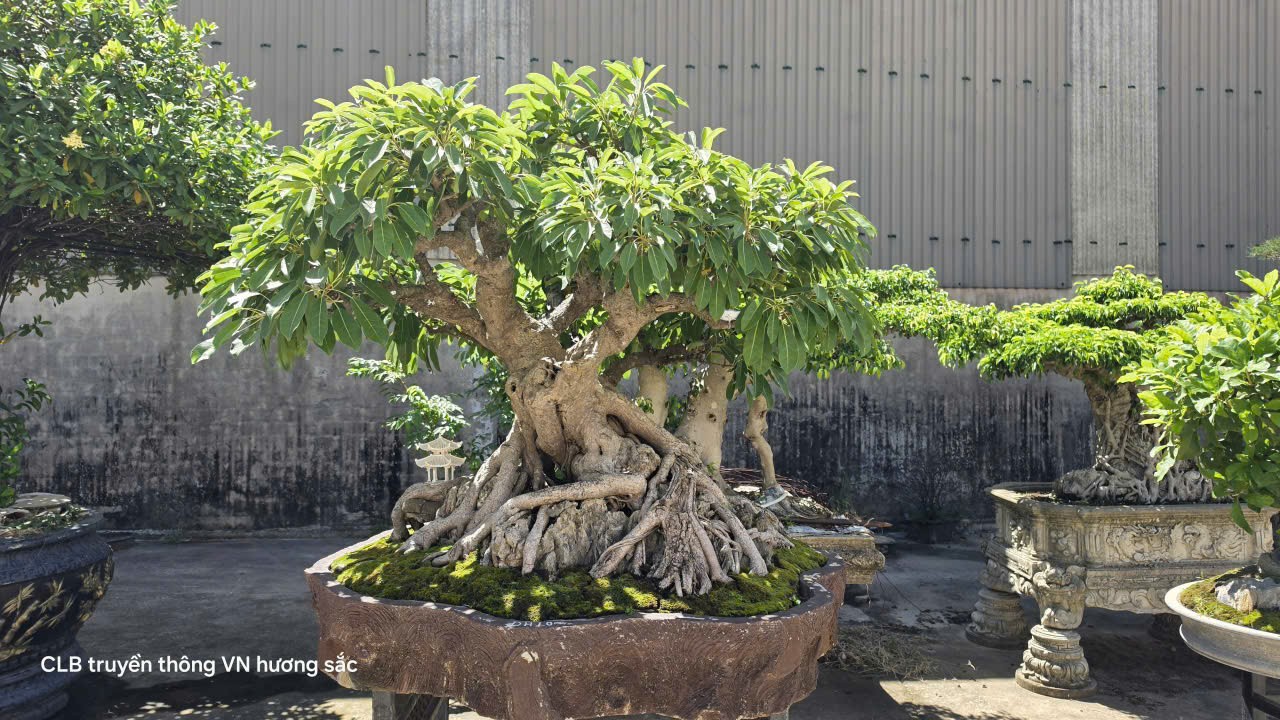 Một dải non sông và những tác phẩm bonsai đượm màu thời gian tại Quảng Trị Một dải non sông và những tác phẩm bonsai đượm màu thời gian tại Quảng Trị