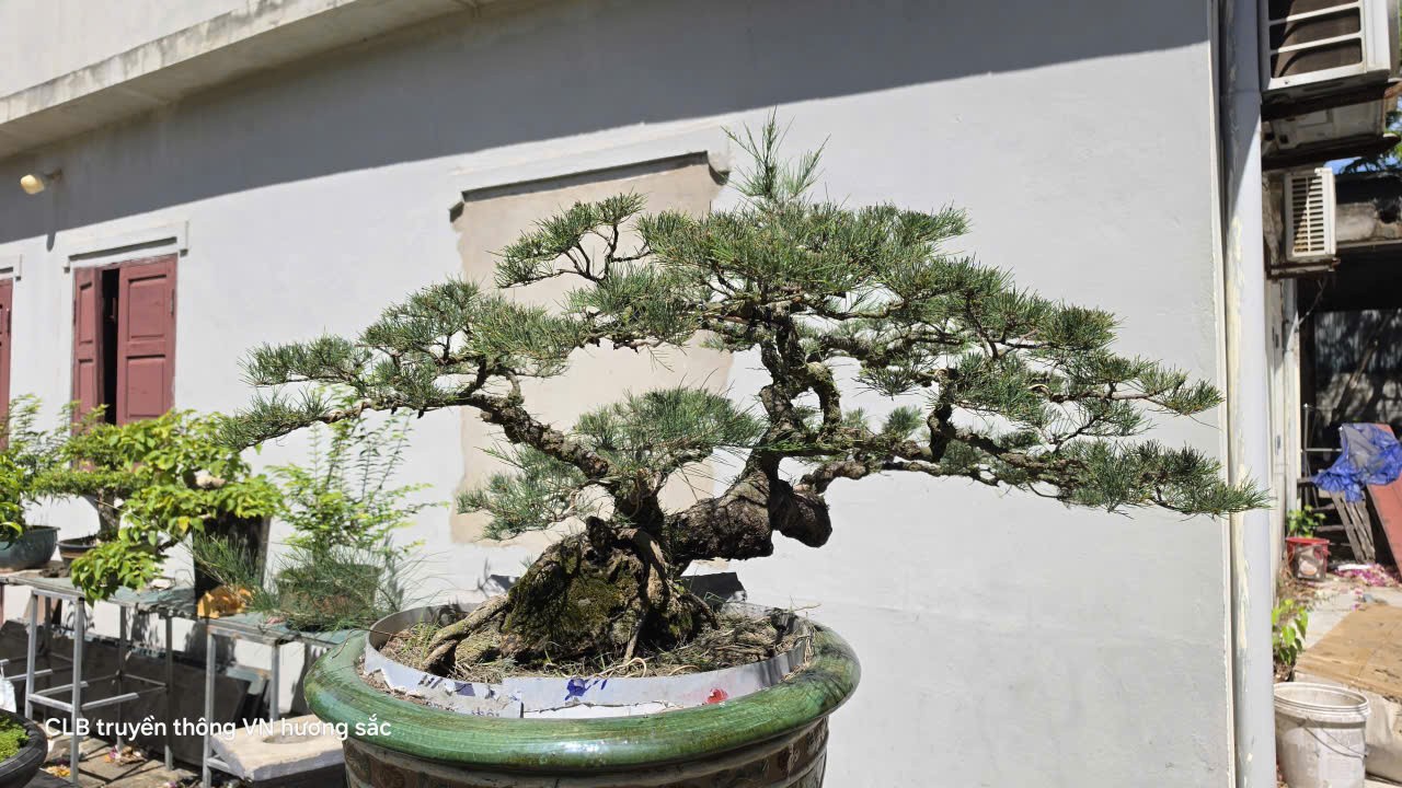 Một dải non sông và những tác phẩm bonsai đượm màu thời gian tại Quảng Trị Một dải non sông và những tác phẩm bonsai đượm màu thời gian tại Quảng Trị