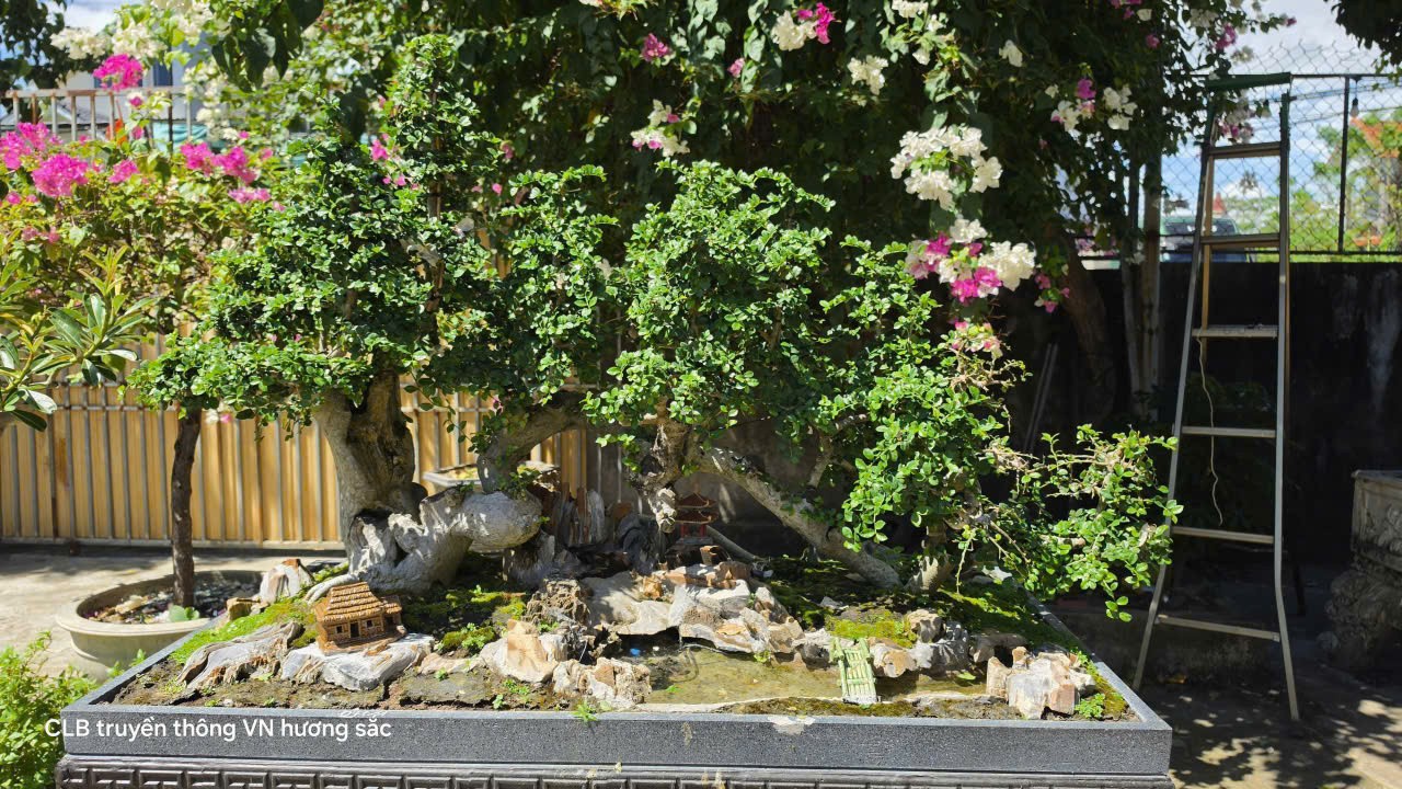 Một dải non sông và những tác phẩm bonsai đượm màu thời gian tại Quảng Trị Một dải non sông và những tác phẩm bonsai đượm màu thời gian tại Quảng Trị