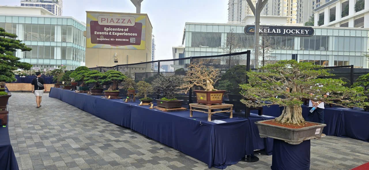 Kuala lumpur rực sắc bonsai – Ngày hội bonsai thế giới lần thứ 10 hội tụ tinh hoa nghệ thuật quốc tế Kuala lumpur rực sắc bonsai – Ngày hội bonsai thế giới lần thứ 10 hội tụ tinh hoa nghệ thuật quốc tế