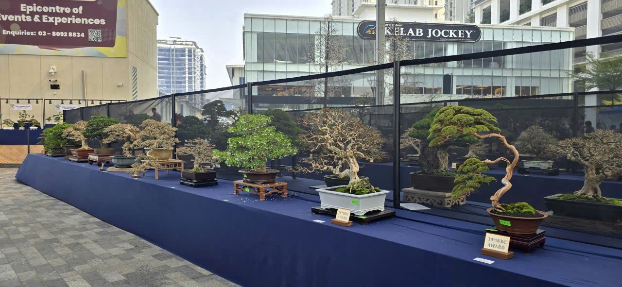 Kuala lumpur rực sắc bonsai – Ngày hội bonsai thế giới lần thứ 10 hội tụ tinh hoa nghệ thuật quốc tế Kuala lumpur rực sắc bonsai – Ngày hội bonsai thế giới lần thứ 10 hội tụ tinh hoa nghệ thuật quốc tế