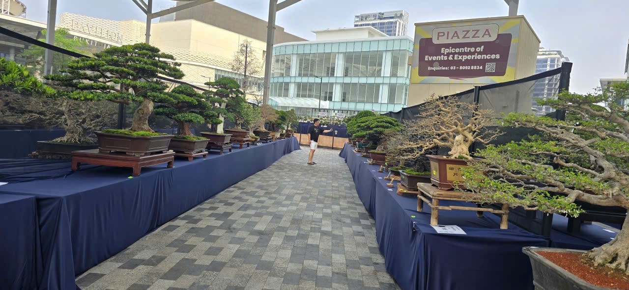Kuala lumpur rực sắc bonsai – Ngày hội bonsai thế giới lần thứ 10 hội tụ tinh hoa nghệ thuật quốc tế Kuala lumpur rực sắc bonsai – Ngày hội bonsai thế giới lần thứ 10 hội tụ tinh hoa nghệ thuật quốc tế