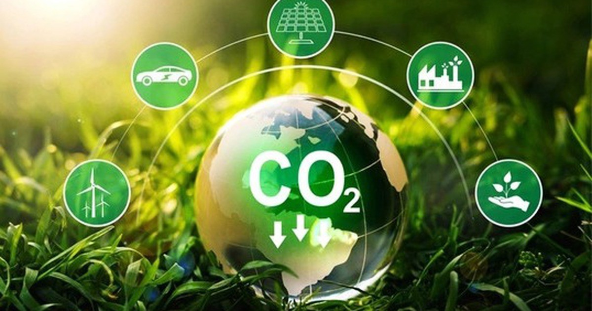 Tín chỉ carbon rừng được định giá theo chi phí và chất lượng