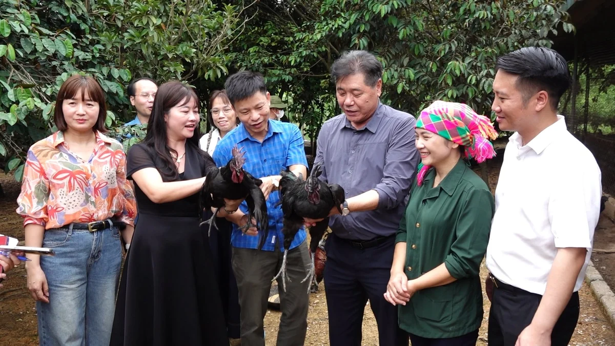 Thái Nguyên: Gà đen không đủ hàng để bán Thái Nguyên: Gà đen không đủ hàng để bán