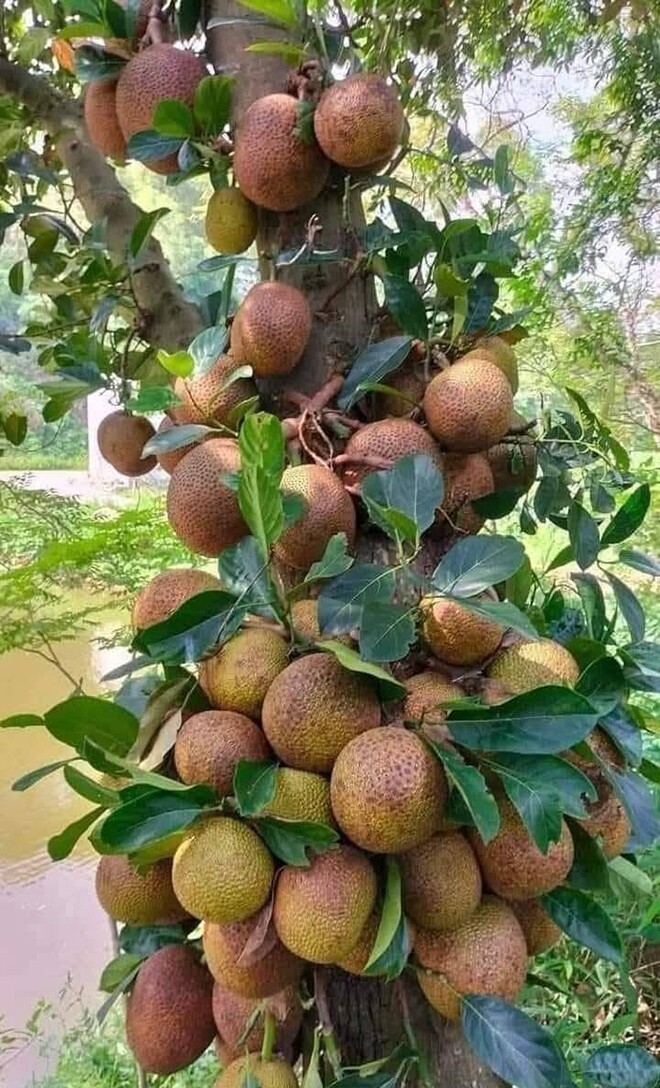 Quả có vỏ lạ như na, múi vàng thơm ngọt, từng bị chặt bỏ nay thành đặc sản Quả có vỏ lạ như na, múi vàng thơm ngọt, từng bị chặt bỏ nay thành đặc sản